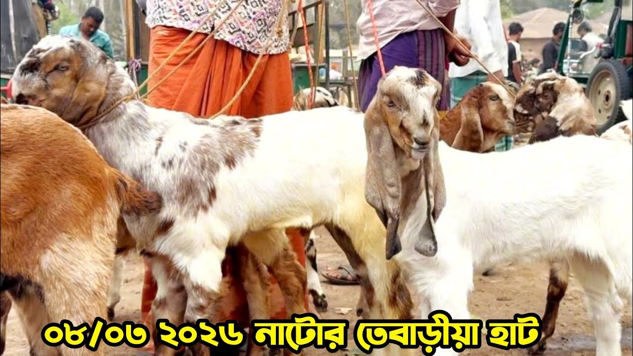 ০৮/০৩/২০২৬ নাটোর তেবাড়িয়া হাটের আপডেট জানুন #goatfarm  