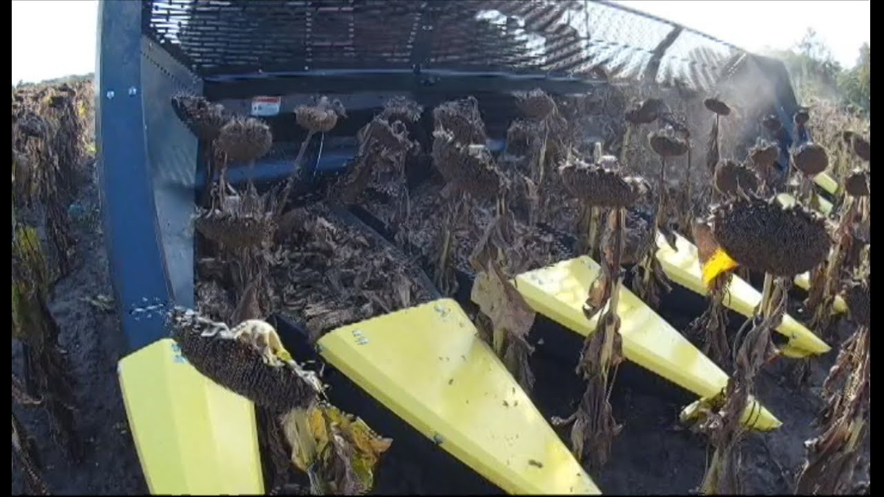 Обмолот ділянок гібридизації. Гібрид соняшника Трибьют.