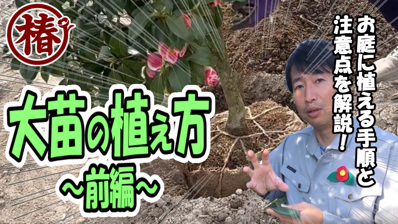椿を植えるときに重要なポイントを解説！【前編】鉢植えの椿を地植え・庭植えするときも同じ手順です！！根巻き大苗の植え方を伝授します。椿の植栽植え付け作業と管理ポイント。