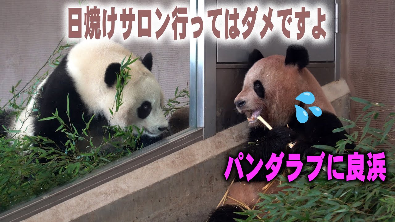 【どなたでしゅか？日焼けしてましゅね】パンダラブ初の良浜、別れたばかりの楓浜がお互いを思い出す？