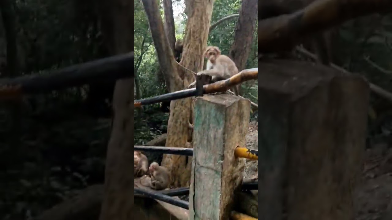 Suruli Falls Kambam #comedy  #hillstation #funny #monkeys #nature #love #riding