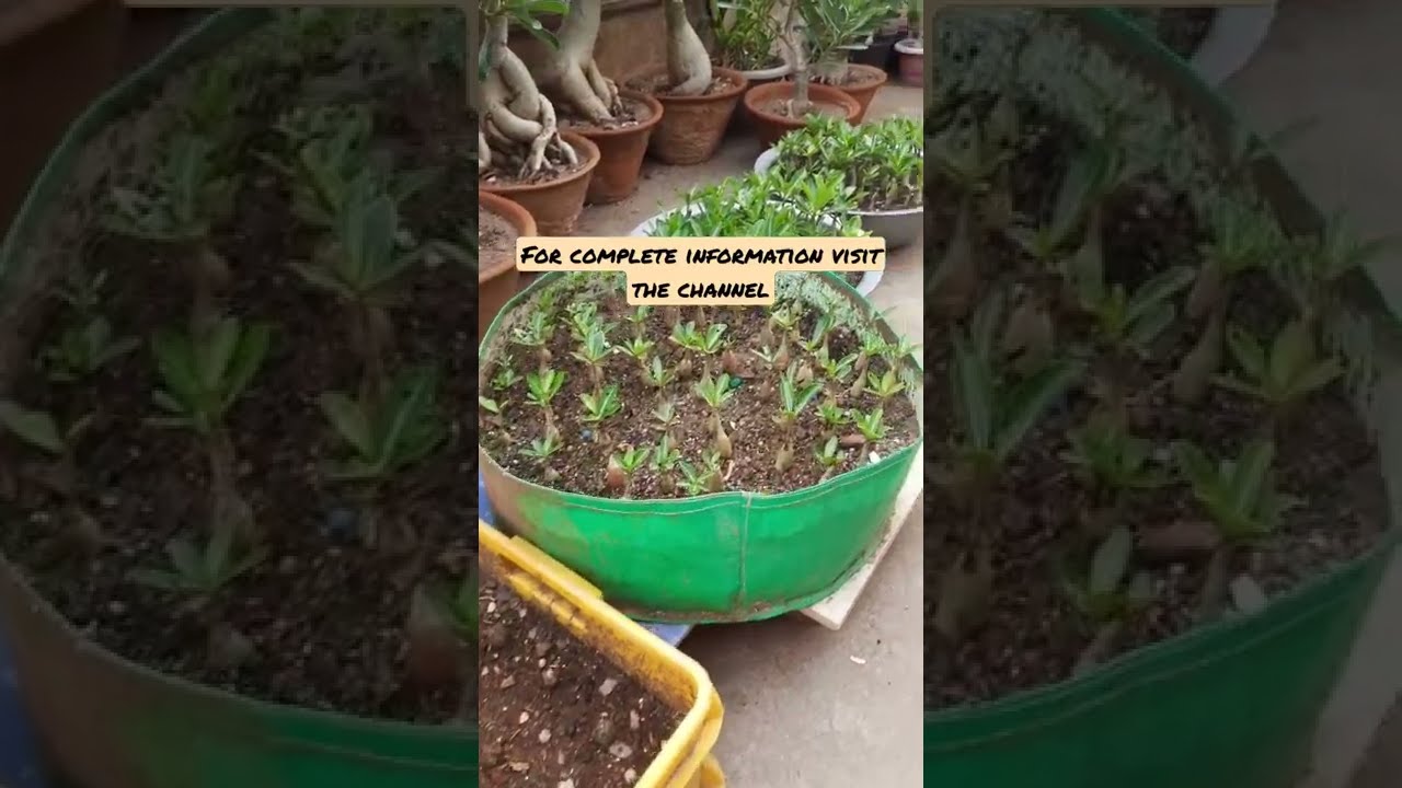 अडेनियम सीडलिंग के लिए सबसे अच्छी खाद | Best Fertilizer For Adenium Seedling