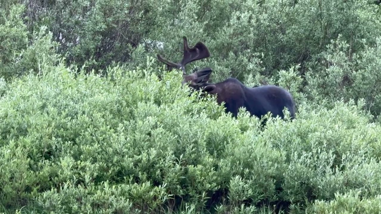 Big Bull Moose Chomping down lunch Little Cottonwood Canyon Utah