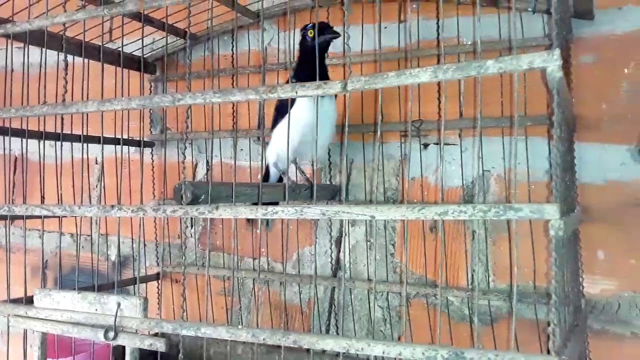conheça a dança do pássaro  cancão