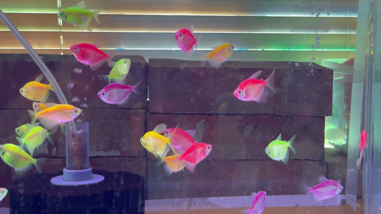 磚魚QA 各種疑問分享
