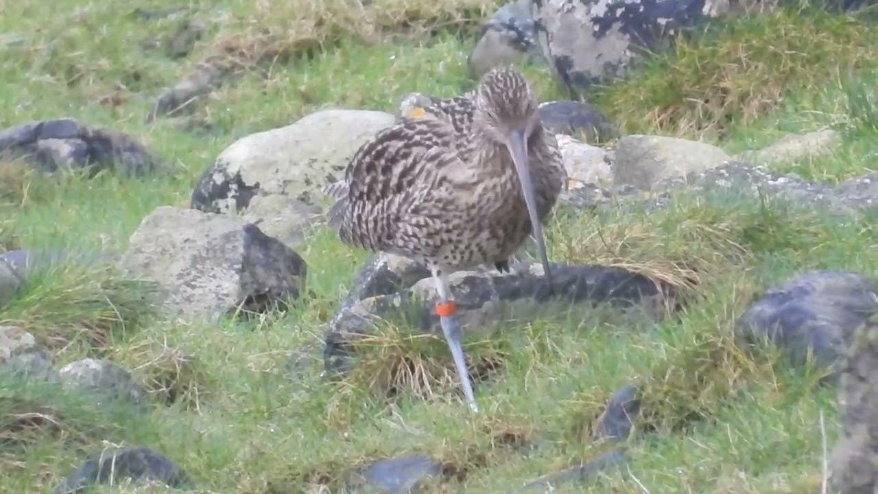 Curlew Resightings at the Breeding Waders EIP.
