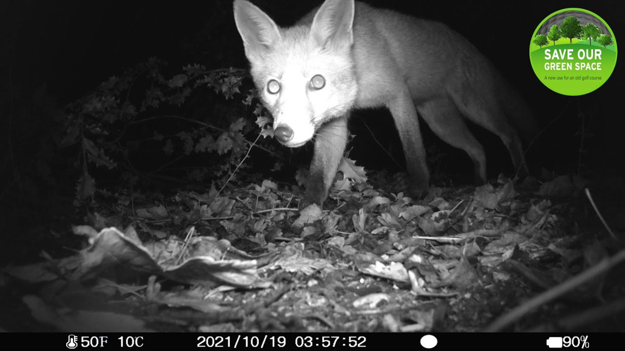 Brandhall Green Space Action Group - Wildlife Camera