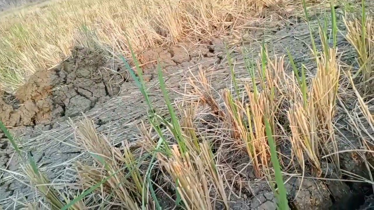 เทคนิคการทำข้าวตัดต่อซัง ให้ได้ผลผลิตสูงตามเป้าหมาย (สูตรผมเอง)