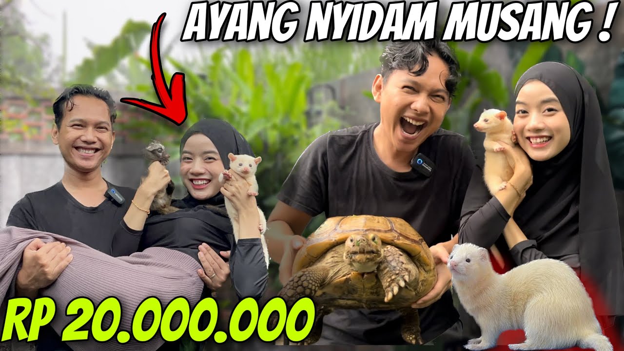 ISTRIKU NYIDAM MUSANG ! TOLONG MAHAL BANGET !
