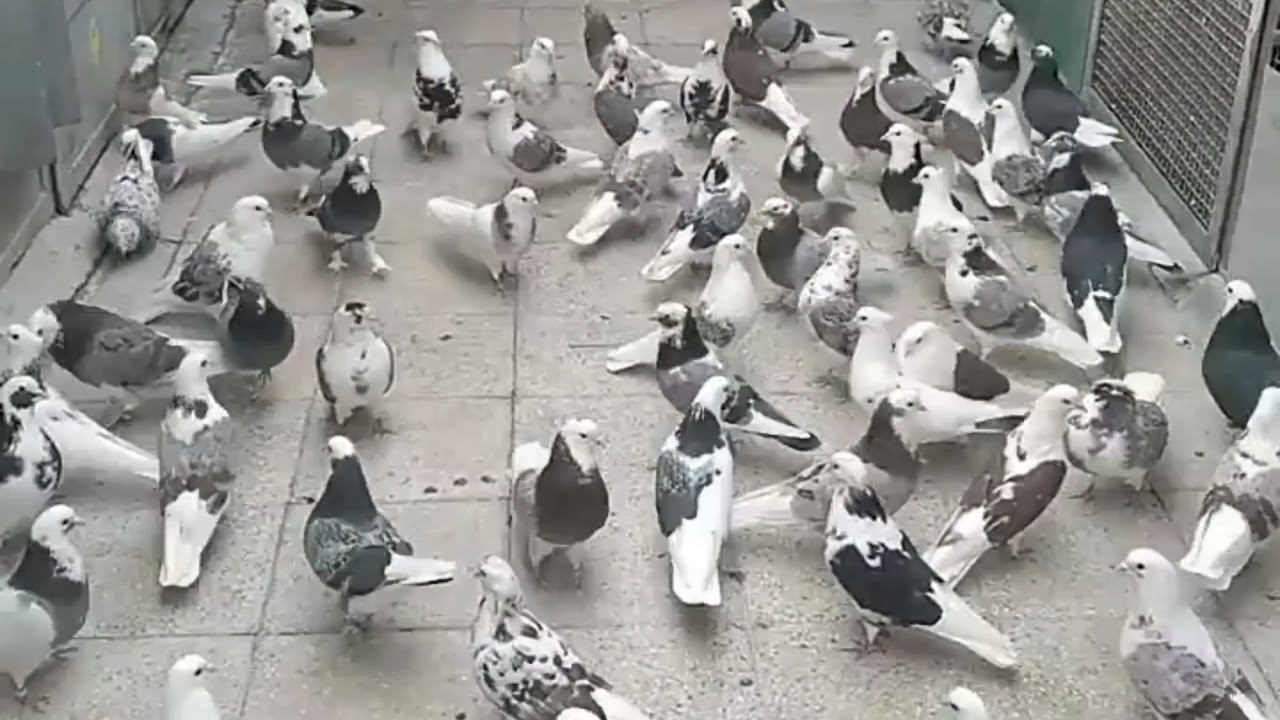 Most Beautiful Iranian Pigeons In The World - Best 2021 Persian Highflying Pigeons