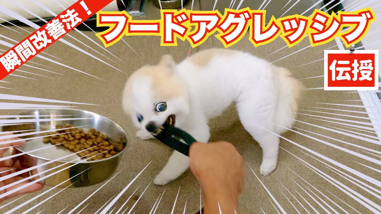 【警察犬訓練所が治らないとサジ投げた噛むポメラニアン】気に入らない事が有れば即噛む❗️フードアグレッシブ　瞬間改善します👍