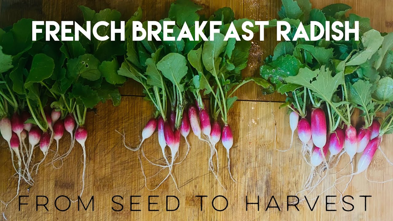 French Breakfast Radish : Seed to Harvest Zone 7b