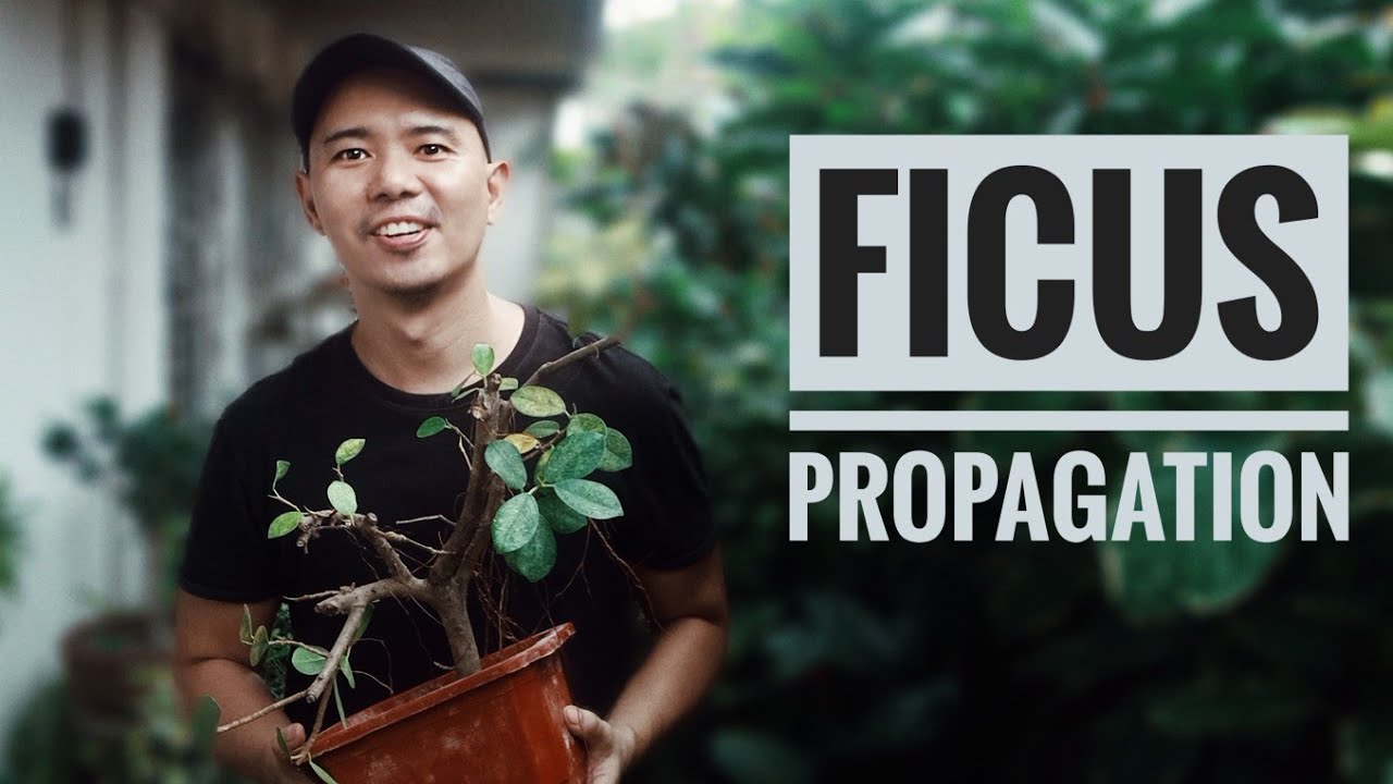 Propagating Ficus Benjamina & Microcarpa for Bonsai