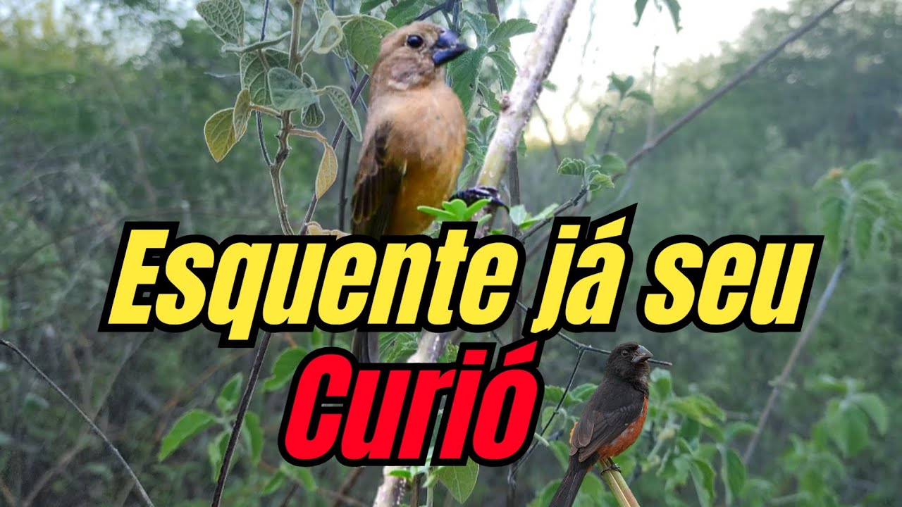 F&ecirc;mea de Curi&oacute; chamando pra esquentar o macho piado