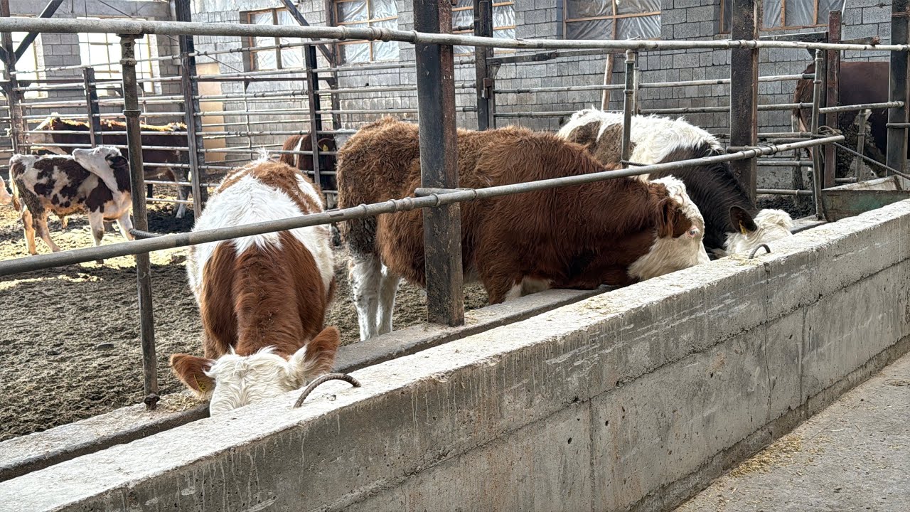 Gibrid Simental Ras poroda buġoz ona bola sigirlar va Angus Simental buqalar kõring