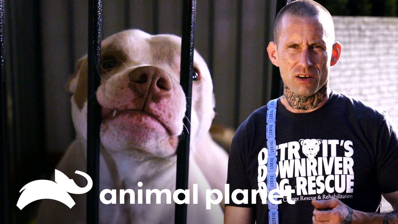 ¡Un refugio en una casa en Detroit! | Pit bulls y convictos | Animal Planet