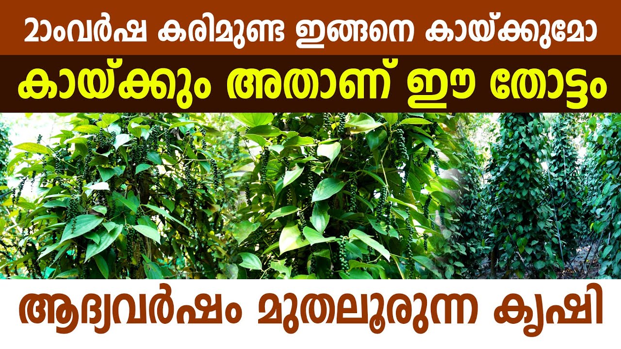 വിശ്വസിക്കാൻ പറ്റുമോ രണ്ടാംവർഷ കുരുമുളക് 20 അടിക്ക് മുകളിലെത്തി I Karimunda Kurumulaku I VijayPepper