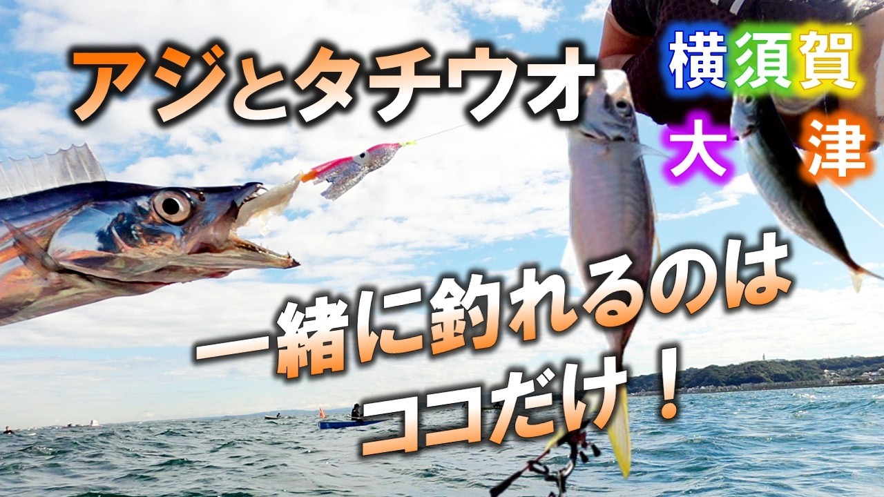 アジとタチウオがタナ１ｍで同居。アジを釣りながらタチウオを狙えるのはここだけ。横須賀・大津港石田丸2025/10/27