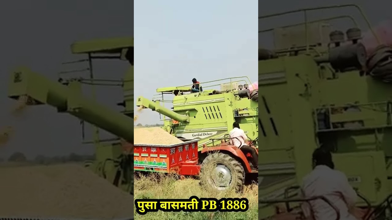 पूसा बासमती pb 1886