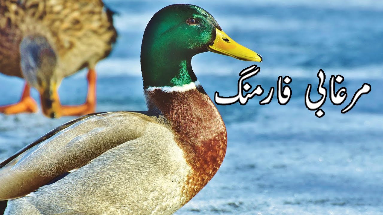 Mallard Ducks | Murghabi Bird | مرغابی کی بریڈنگ