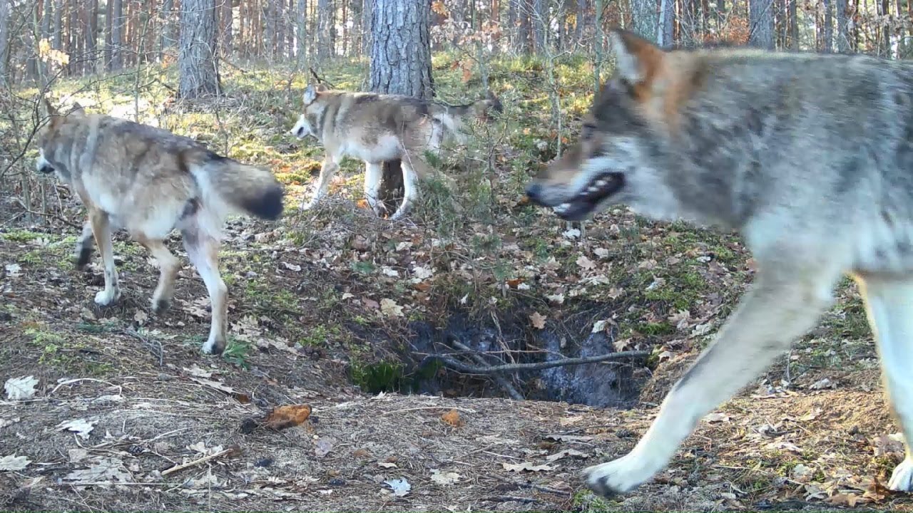 Niesamowite nagranie wilków z bliska