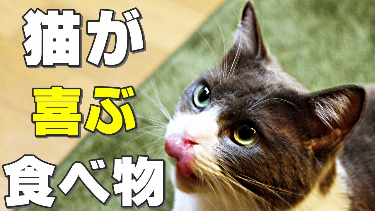 【保護猫】猫が本当に喜ぶ食べ物は何？猫が好きな食べ物紹介！食べると危険な食べ物も解説
