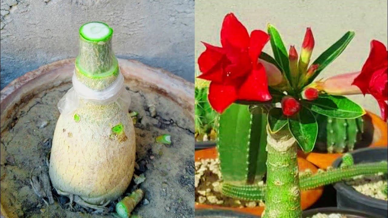 Interesting Method To Graft Adenium Plant | Desert Rose Grafting