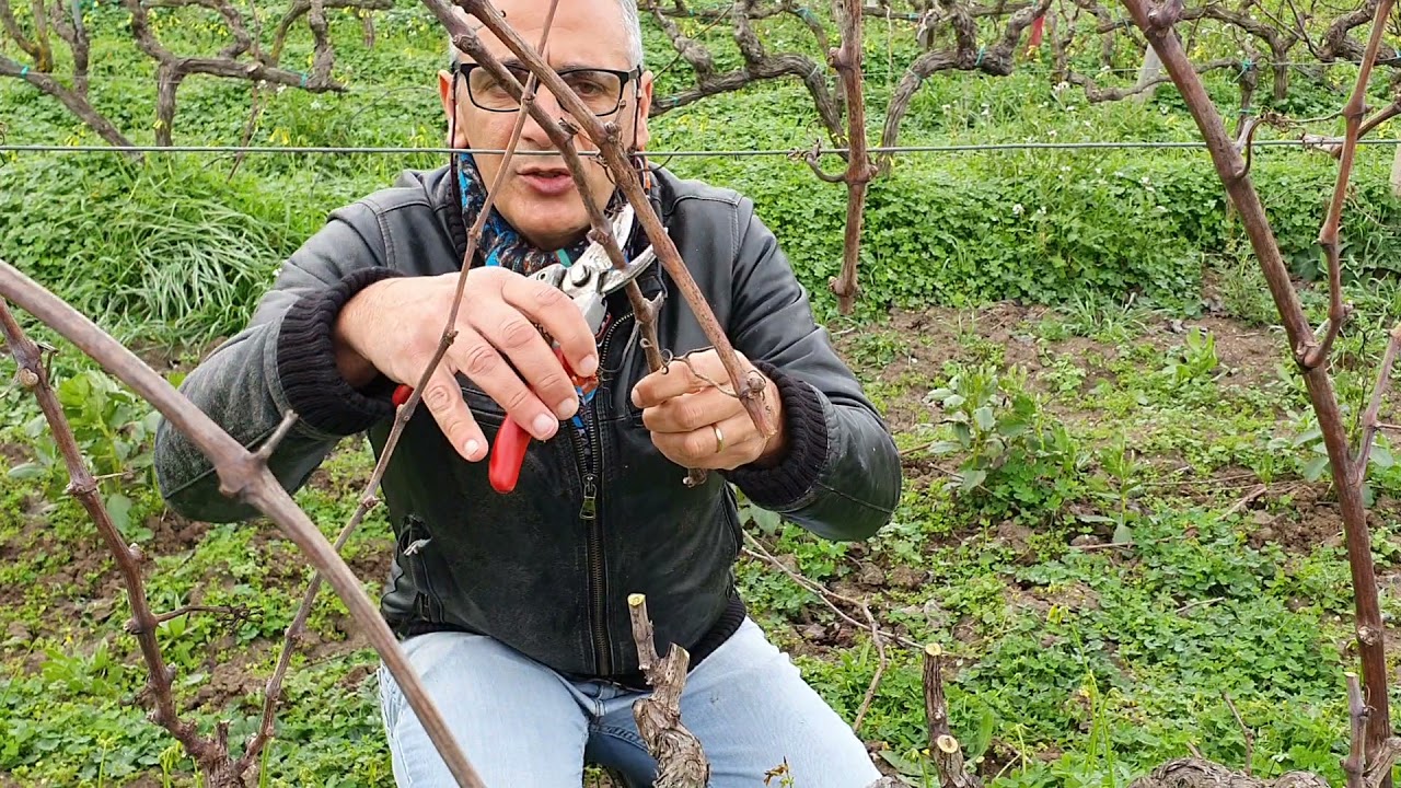 Potatura Vite Negroamaro Salento Cantina Sampietrana Puglia