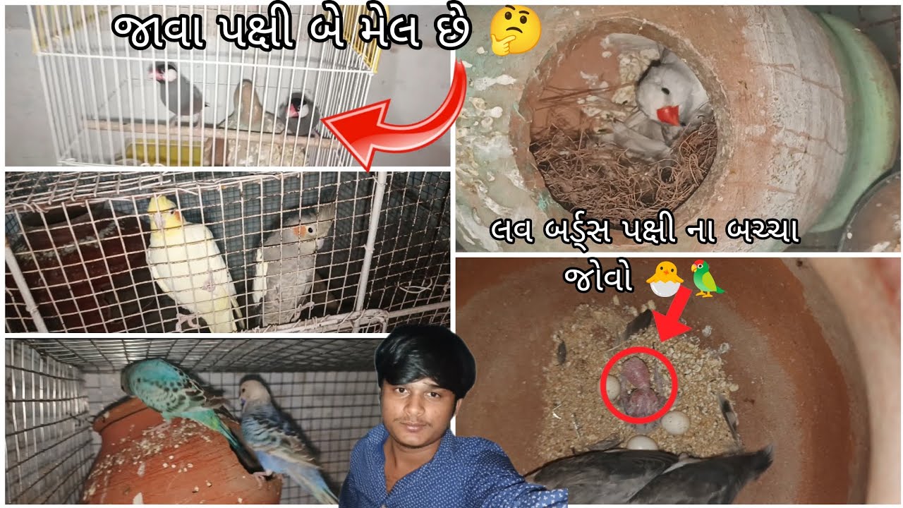 જાવા પક્ષી બે મેલ છે🤔લવ બર્ડ્સ પક્ષી ના બચ્ચા જોવો🐣🦜@BirdpetsDmvolg @birdsdmpets6516 #viral  #birds 