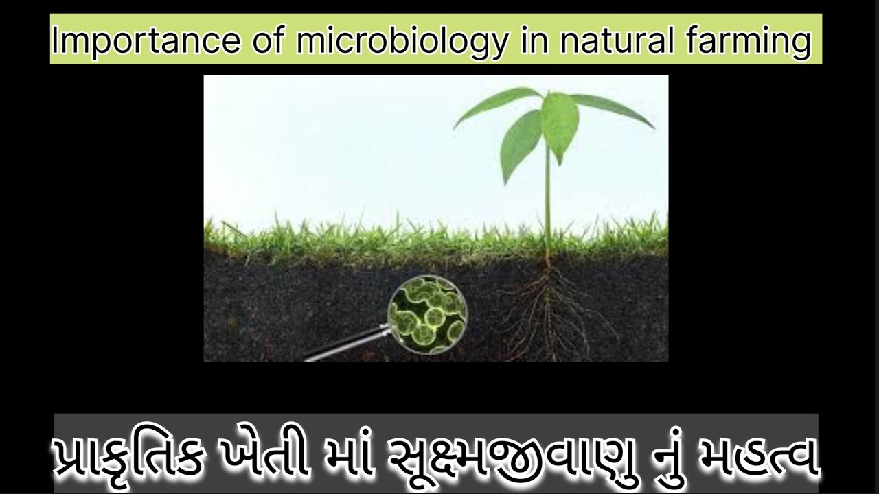 Importance of microbiology in natural farming|પ્રાકૃતિક ખેતીમાં સૂક્ષ્મજીવ નું મહત્વ #prakritikkheti