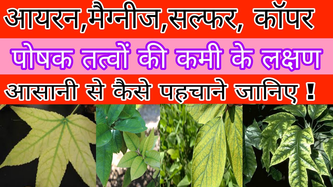 पोषक तत्वों की कमी को देखकर पहचाने | iron sulphur copper magnese deficiency in plants | #deficiency