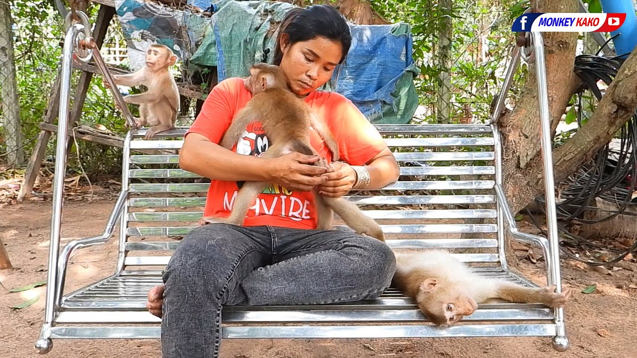 Three Little Monkey Grooming And Play On Swing With Mommy