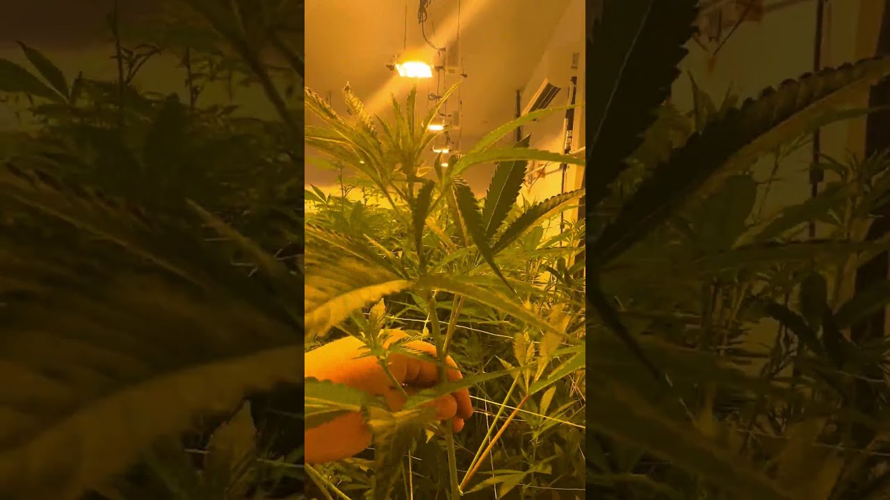 Zruntz,runtz,banana clipz, and cherrylicious day 9