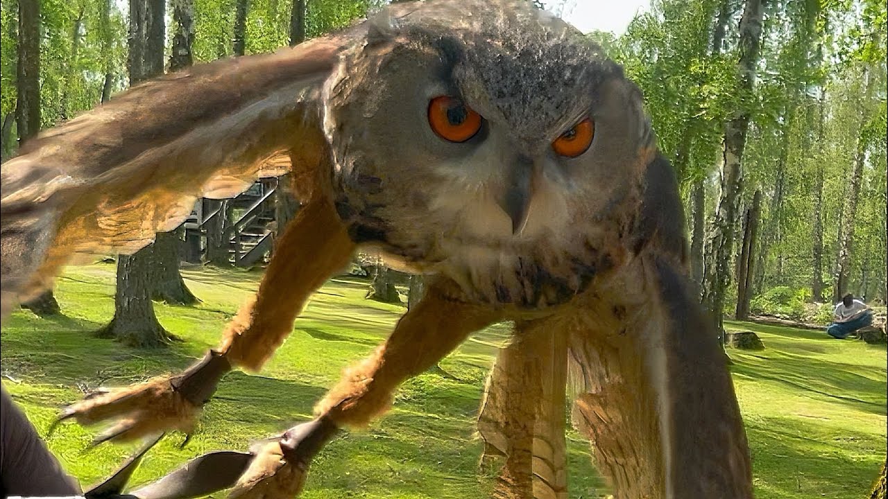 🚨VLOG🚨Hochwildpark Rheinland /Tierpark in Kommern viele verschiedene Tiere im Freihgehege🦉🐷🐌