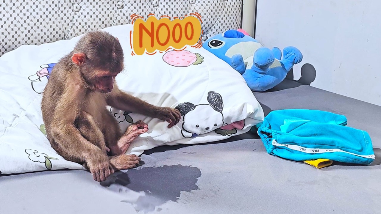 Sleepy Surprise! Monkey SU Funny Shame Over a Little Leak!