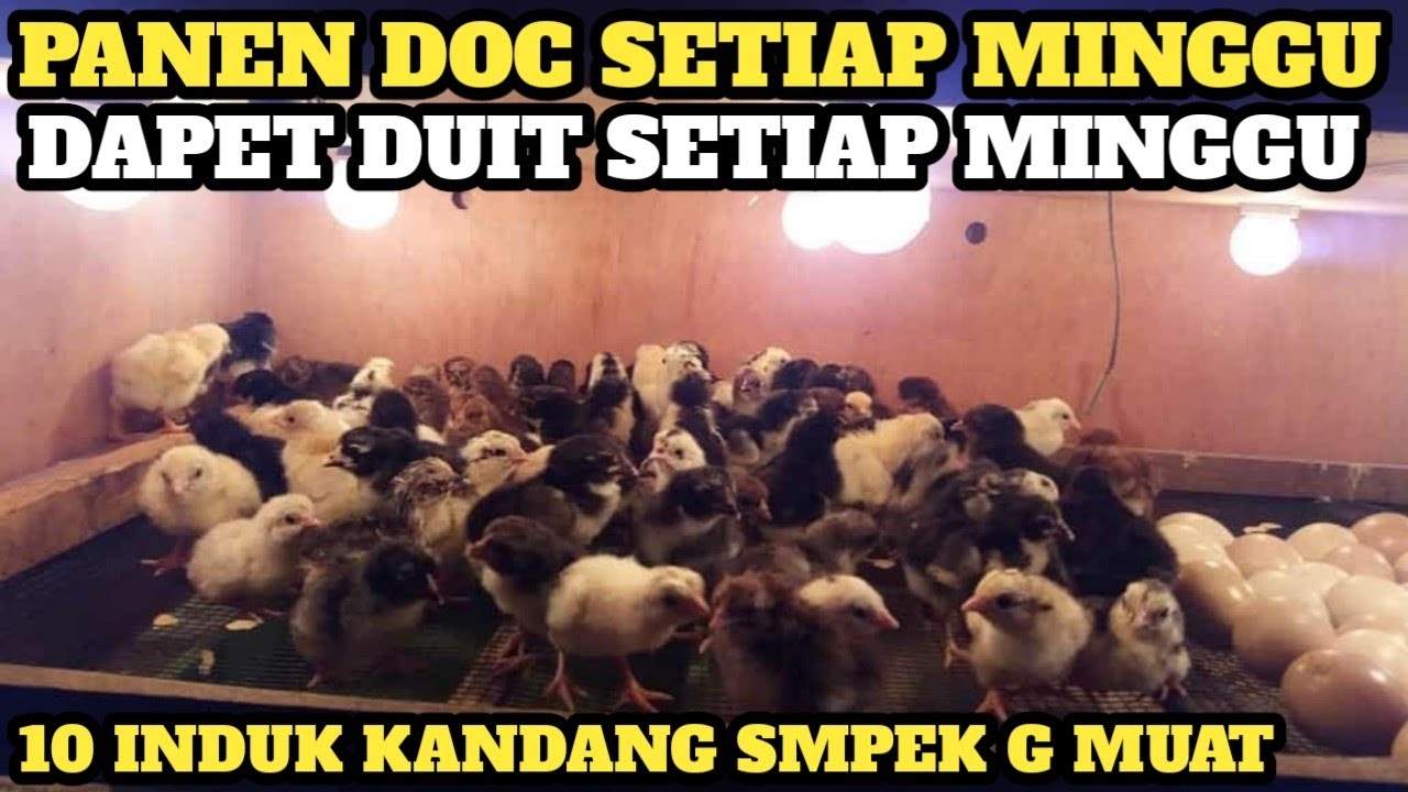 CUMA MODAL 10 INDUK KANDANG JADI PENUH💯
