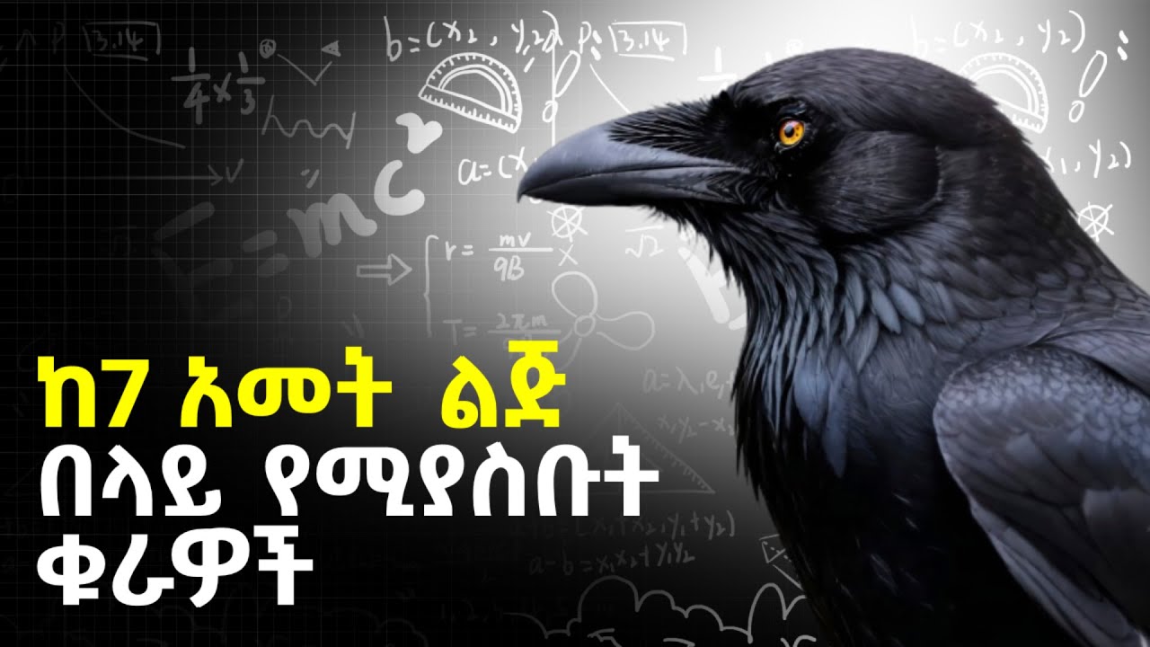 ከዚ ቪድዮ በኋላ ስለ ቁራዎች ያላችሁ አመለካከት ይቀየራል | crows are smarter than 7 year old human @ethiopix