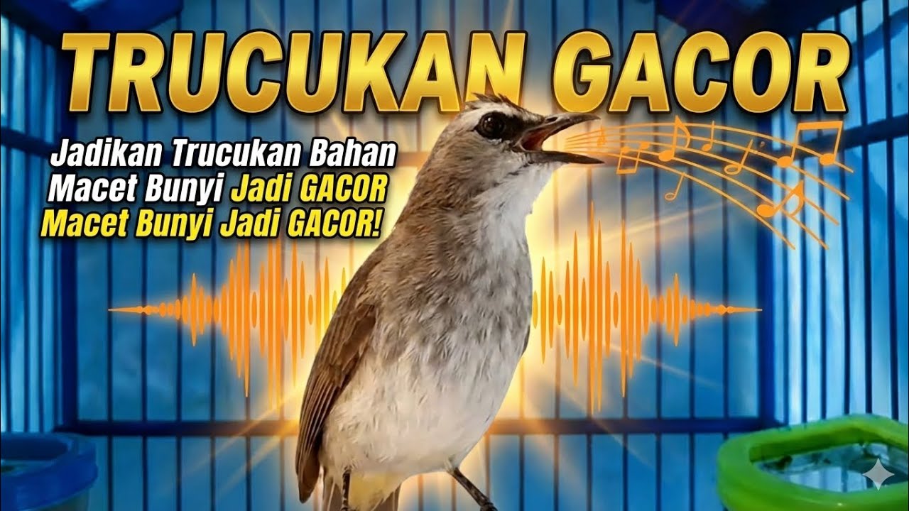 TRUCUKAN GACOR, trucukan ropel panjang jadikan trucukan macet bunyi jadi gacor