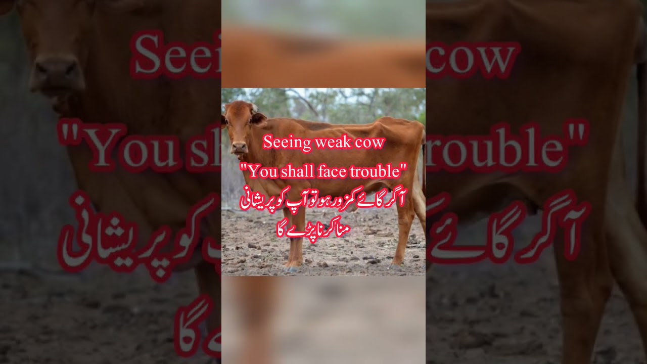 SEEING COW IN DREAM IN ISLAM|seeing cow in dream islam |#youtubeshorts #shorts #islam