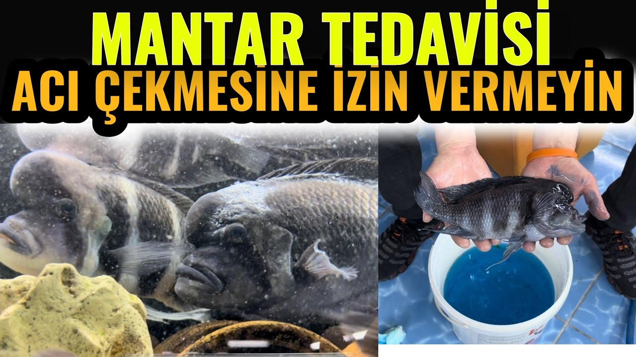 Balıklarda Mantar hastalığı, Frontoza tedavisi