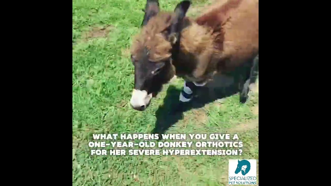Wonkey Donkey Gets Braces to Fix Her Wonkey Legs! #wonkeydonkey #donkey #animalbraces
