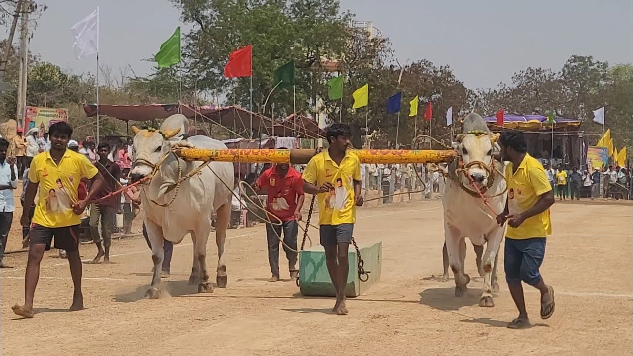 వెలుగొండ బ్రహ్మోత్సవముల సందర్బంగా||సీనియర్స్ విభాగం 7వ జత 🦁RK BULLS🦁 💥సమరసింహ & నరసింహ💥 13-3-2026💥💥