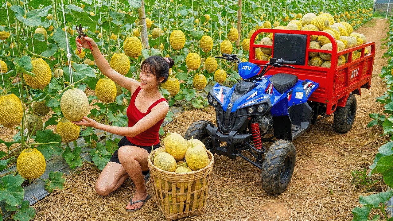 Harvesting 200kg Of YELLOW Melons In My Garden Was CRAZY!