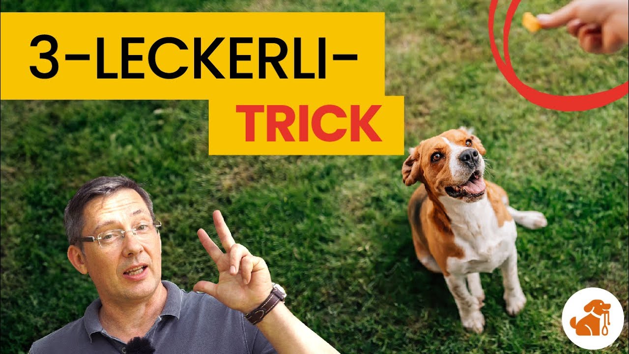 Nie wieder Ausflippen bei Hundebegegnungen. SO bleibt dein Hund ansprechbar!