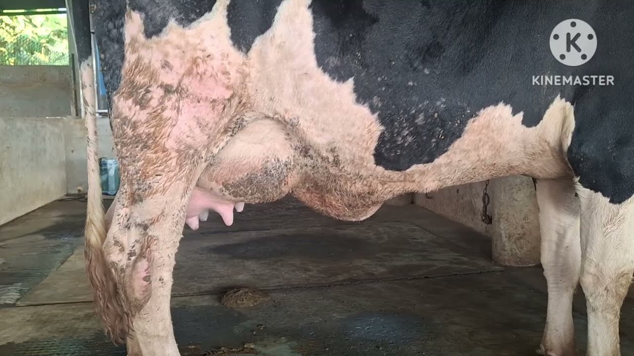 Abs armada cow 