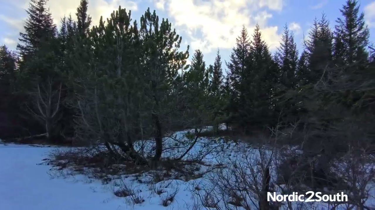 Peaceful Winter Walk in Iceland's Winter Forest 🇮🇸