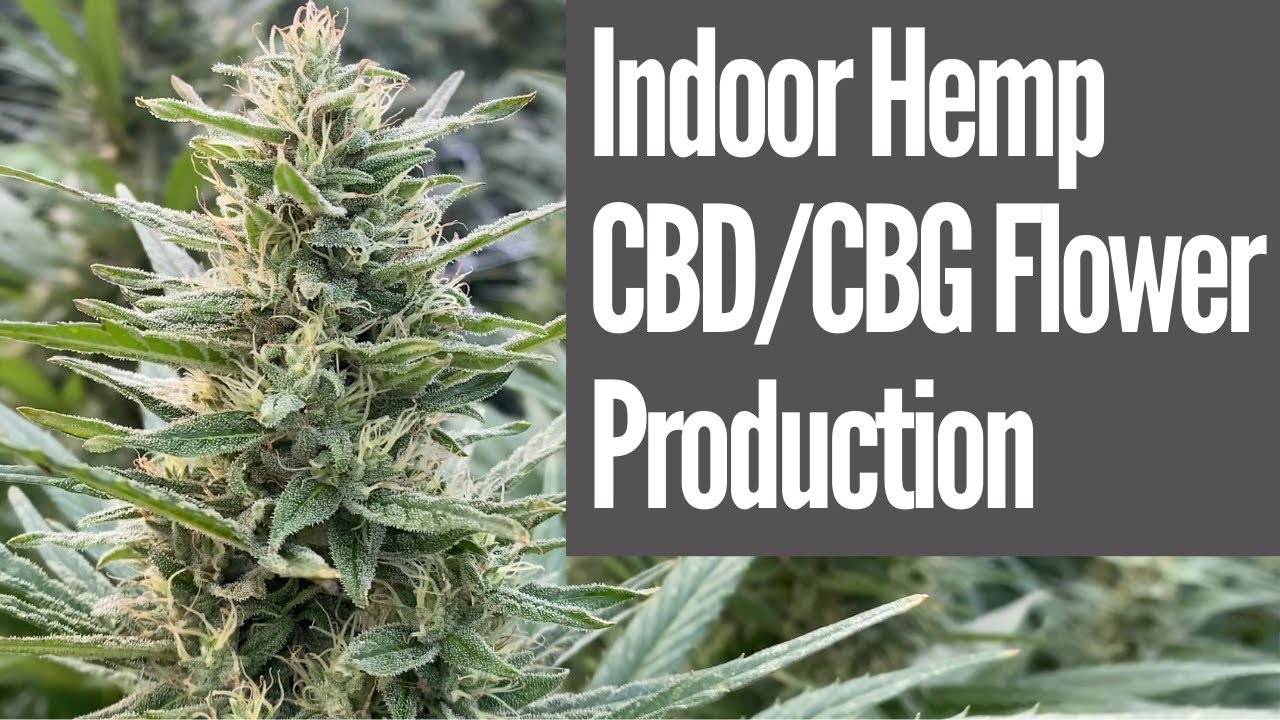 Indoor CBG/CBG Hemp Flower Production