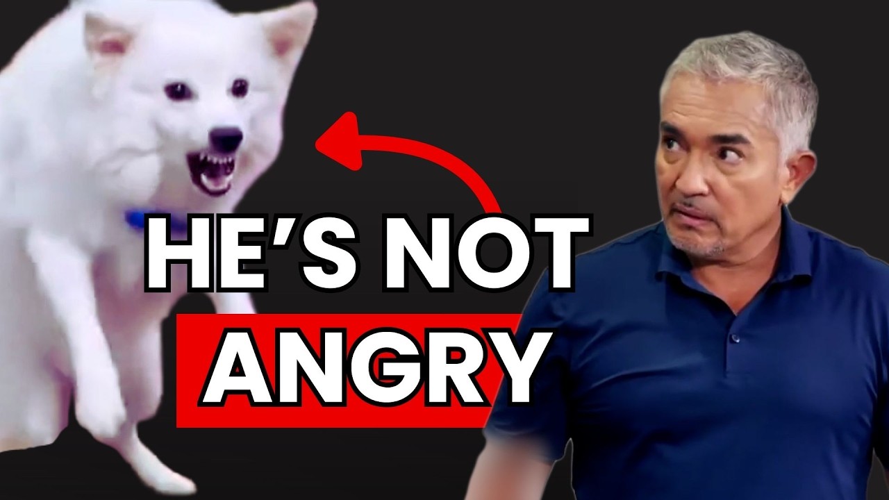 How to Stop a Dog’s Fear of Strangers | Cesar's Recruit Asia