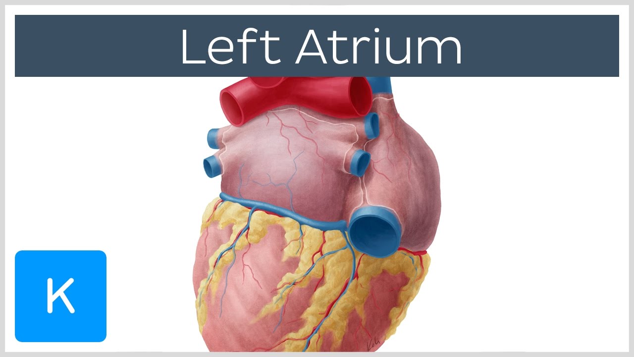 Left Atrium - Definition, Function & Anatomy - Human Anatomy | Kenhub