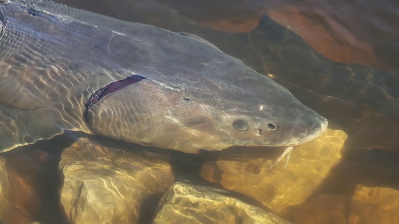Sturgeon Spawning in the Wolf River